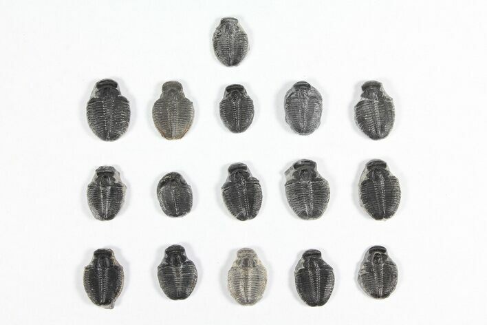 Lot: / Elrathia Trilobite Molt Fossils - Pieces #92004